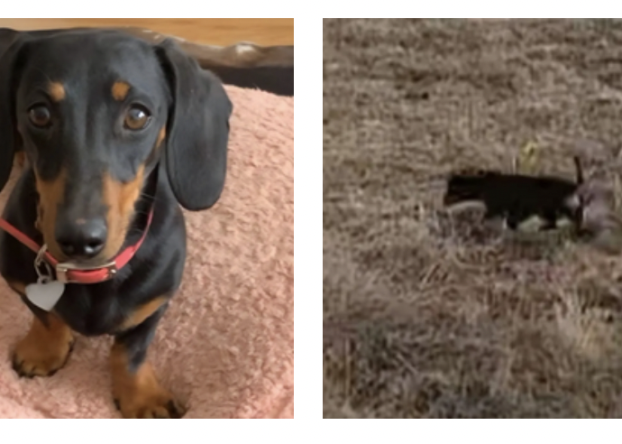 Bassottina dispersa da un anno e mezzo in un’isola remota viene avvistata dai soccorritori: “Non so come abbia fatto a sopravvivere così a lungo”. La storia della cagnolina Valerie