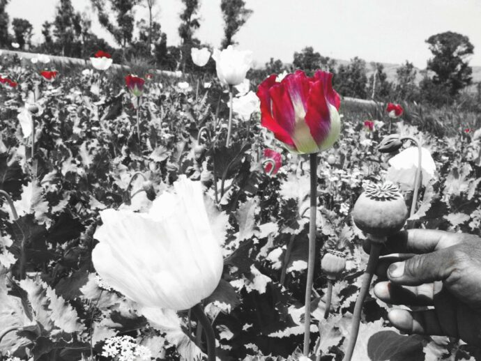 Spaccia et impera, i pusher di stato