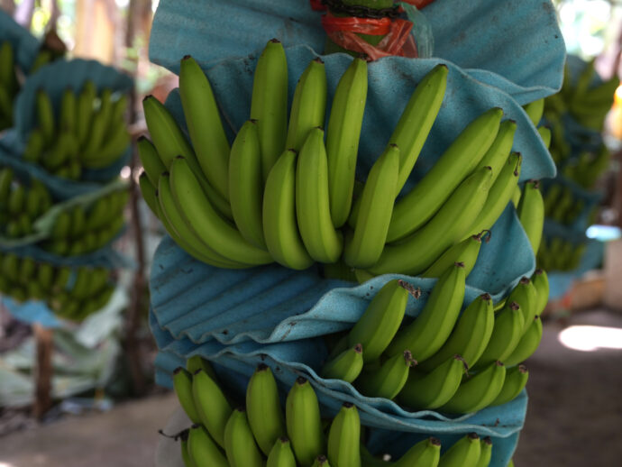 Colombia, per il tribunale “Chiquita ha pagato gruppi paramilitari”: ma il processo è a rischio prescrizione