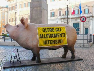 L’antimicrobico resistenza? La causa è anche negli allevamenti intensivi (e negli animali domestici)