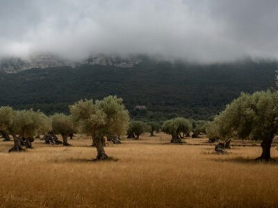Copertina di Olio&uliveti. Altro che modello superintensivo: puntare sulla biodiversità e le pratiche sostenibili
