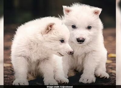 Copertina di “Resuscitato” un lupo estinto 10mila anni fa. Ma ci sono dubbi sui tre nuovi cuccioli Remus, Romulus e Khaleesi