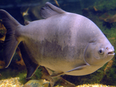 Copertina di “Un pesce simile a un piranha con denti umani, pesa più di 40 chili ed è più lungo di un metro ci attacca”: l’allarme di 100 turisti fa chiudere un resort