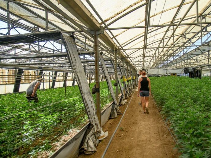 Cannabis light, la ghigliottina del dl sicurezza sulla fiera a Bologna: 100 imprenditori sfidano il governo Meloni