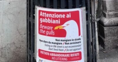 Copertina di Il mare non è più lo stesso: i gabbiani si adattano alle città. Mi ricorda qualcosa che ci riguarda