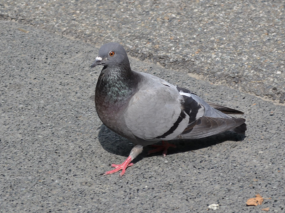 Copertina di Mangiare piccioni di strada, quali rischi? – Il caso del ristorante cinese chiuso, li servivano al posto dell’anatra