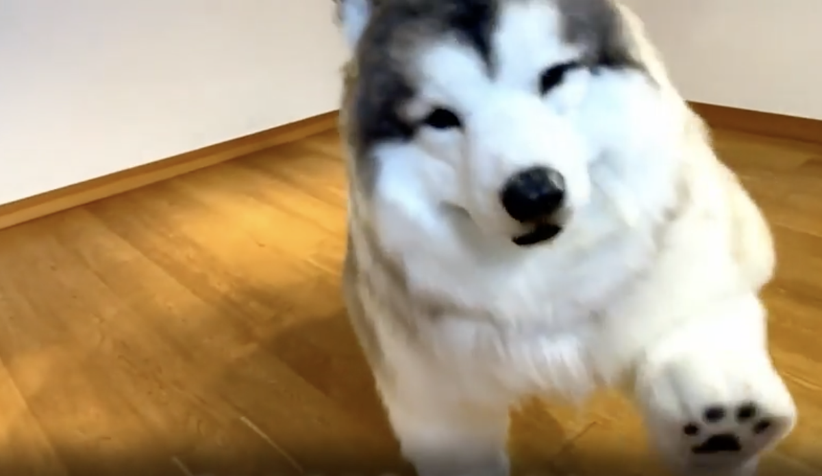 Il cane umano che vive dentro un costume da 14mila euro è disperato: “Sono costretto a chiudere il mio zoo perché non ho ricevuto nessuna prenotazione”