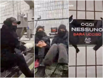 Copertina di Viterbo, si incatenano all’impianto di macellazione e liberano 21 agnelli: animalisti identificati e schedati