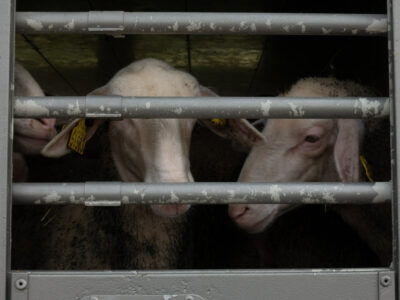 Copertina di Animali morti, pochi controlli e rischi sanitari: questo accade sui camion carichi di agnelli per la Pasqua