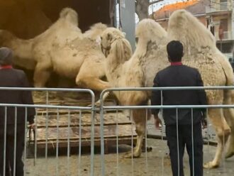Copertina di “Quegli animali maltrattati vanno liberati”, l’indagine Lav sul circo Medini: denuncia e richiesta di sequestro