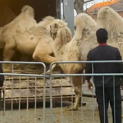 Copertina di “Quegli animali maltrattati vanno liberati”, l’indagine Lav sul circo Medini: denuncia e richiesta di sequestro