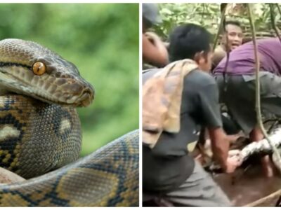 Copertina di Esce in giardino per raccogliere le verdure nell’orto, poi la scoperta choc del figlio: “Un pitone la stava stritolando, aveva la testa tra le sue fauci”