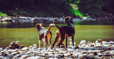 Copertina di Il “divieto d’accesso ai cani nelle aree verdi” è illegittimo: ecco cos’ha deciso il Consiglio di Stato