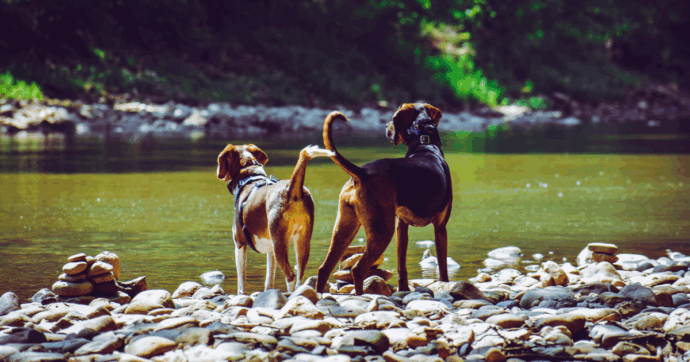 Il “divieto d’accesso ai cani nelle aree verdi” è illegittimo: ecco cos’ha deciso il Consiglio di Stato