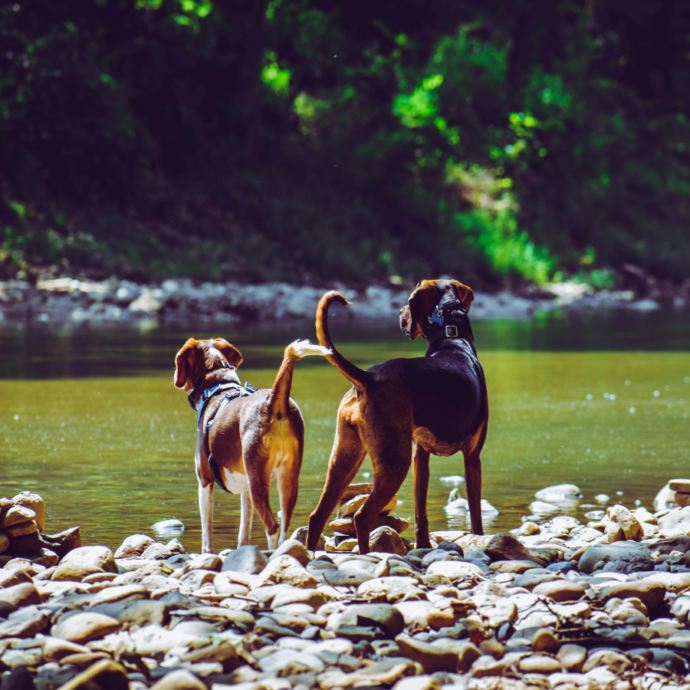 “I cani randagi torneranno nelle strade e verranno creare aree per la loro alimentazione”: la Corte Suprema ribalta la decisione del tribunale di Nuova Dehli