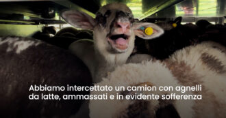 Animali morti, ammassati e senza acqua: così gli ovini arrivano in Italia per Pasqua. Le immagini