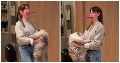 Copertina di “Sollevarlo in quel modo è pericoloso, i veterinari dicono di non farlo”: Jennifer Garner rimproverata dopo un video con il suo gatto – IL VIDEO