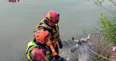 Copertina di Mucca cade nel Tevere e rischia di annegare: i Vigili del Fuoco la salvano
