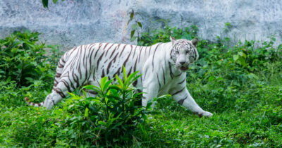 Copertina di Tigre bianca azzanna e uccide un dipendente dello zoo: era entrato nella gabbia per darle da mangiare