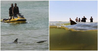 Copertina di “Turista del brivido” viola i divieti e si tuffa in acqua per nuotare con gli squali: disperso, ricerche in corso