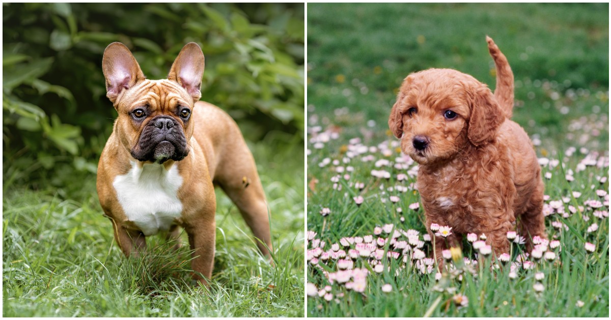 “Sempre meno cani adottati in canile, oggi tutti vogliono i ‘designer dogs’ belli e perfetti. Ma attenzione: sono frutto di manipolazione genetica”. L’allarme nel nuovo studio