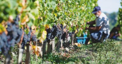 Copertina di Ue, allarme vino:  livelli  Pfas 100 volte più che nell’acqua