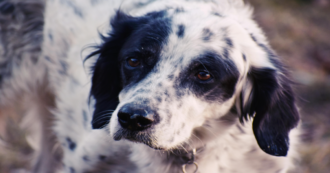 Copertina di Sette cani morti sull’A22 per soffocamento: erano in viaggio per una battuta di caccia in Lapponia
