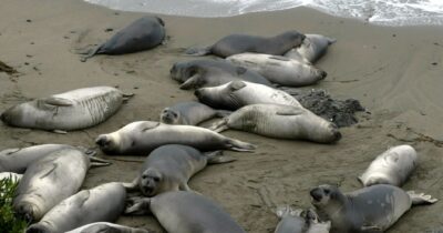 Copertina di Aviaria in Argentina, strage elefanti marini