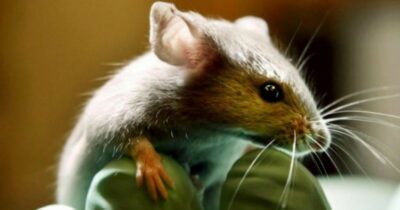 Copertina di Eritropoietina, “bloccando la sua azione eradicato il tumore del fegato nei topi”. Lo studio su Science