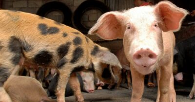 Copertina di Peste suina. L’alternativa agli allevamenti industriali esiste