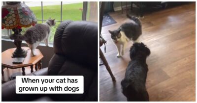 Copertina di “Il mio gatto abbaia. Ha imparato imitando i miei cani”: il racconto surreale di Cathy Ann – IL VIDEO
