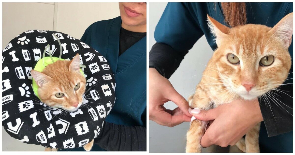 “Il gatto è arrivato alla porta della clinica veterinaria da solo. Era denutrito e gravemente malato”: la storia di Sir Bigotes è diventata virale
