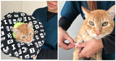 Copertina di “Il gatto è arrivato alla porta della clinica veterinaria da solo. Era denutrito e gravemente malato”: la storia di Sir Bigotes è diventata virale