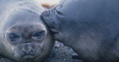 Copertina di Aviaria, strage di elefanti marini in Argentina. E negli Usa la Fda sospende i test sul latte per mancanza di personale