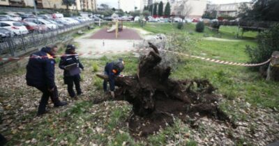 Copertina di I pm di Roma indagano sugli alberi caduti nel 2024 in città, affidata una consulenza