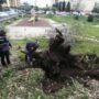 Copertina di I pm di Roma indagano sugli alberi caduti nel 2024 in città, affidata una consulenza
