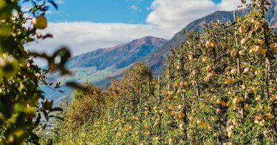 Copertina di La strategia naturale e low cost che può aiutare gli agricoltori a proteggere i meleti dai parassiti