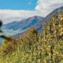 Copertina di La strategia naturale e low cost che può aiutare gli agricoltori a proteggere i meleti dai parassiti