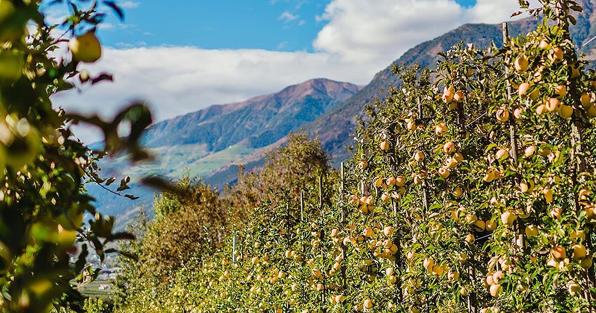 La strategia naturale e low cost che può aiutare gli agricoltori a proteggere i meleti dai parassiti La strategia naturale e low cost che può aiutare gli agricoltori a proteggere i meleti dai parassiti