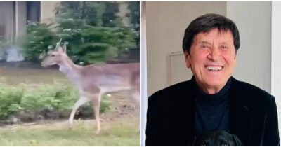 Copertina di Gianni Morandi si ritrova un cerbiatto nel giardino di casa: “Un ospite inaspettato” – IL VIDEO