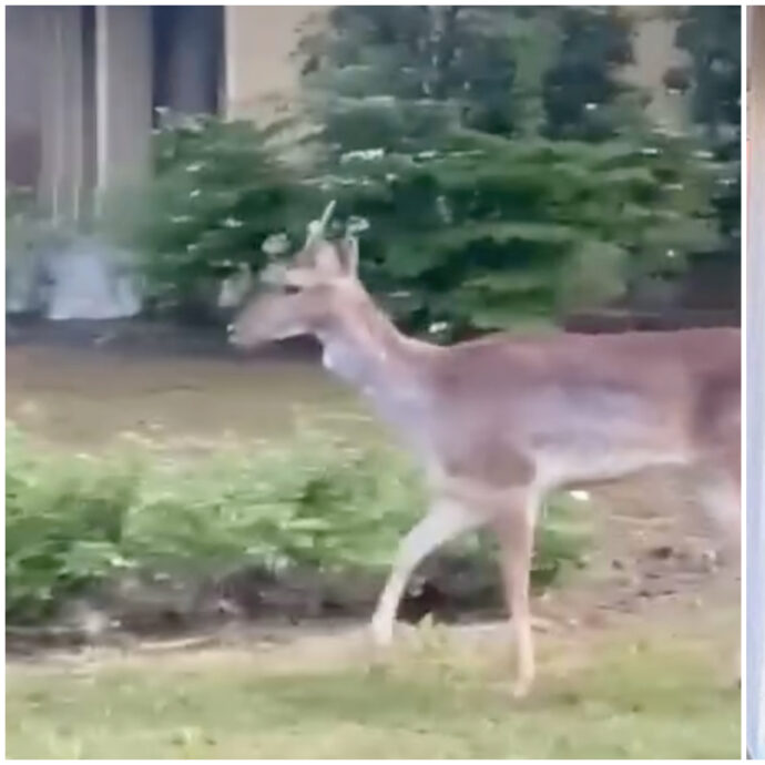 Gianni Morandi si ritrova un cerbiatto nel giardino di casa: “Un ospite inaspettato” – IL VIDEO
