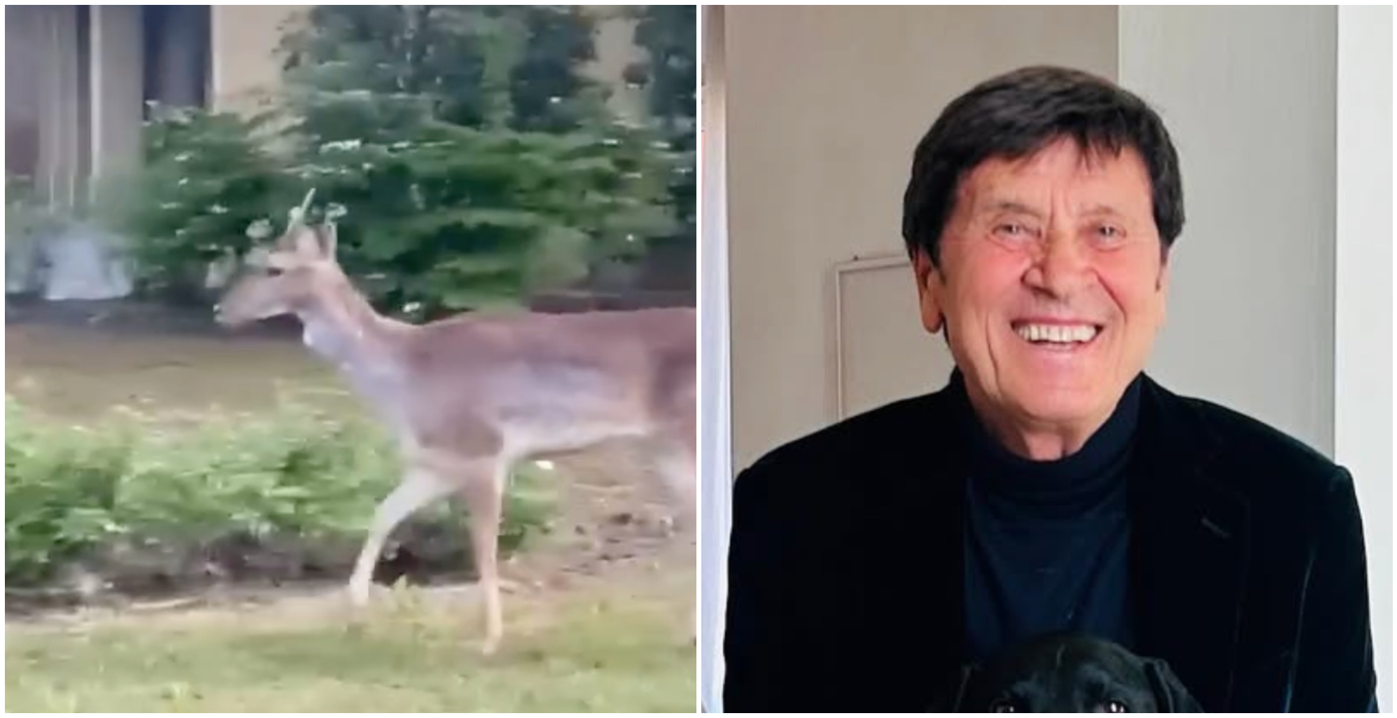 Gianni Morandi si ritrova un cerbiatto nel giardino di casa: “Un ospite inaspettato” – IL VIDEO Gianni Morandi si ritrova un cerbiatto nel giardino di casa: “Un ospite inaspettato” – IL VIDEO