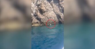 Avvistato a Capri un raro esemplare di foca monaca: "Torna dopo quasi 100 anni"