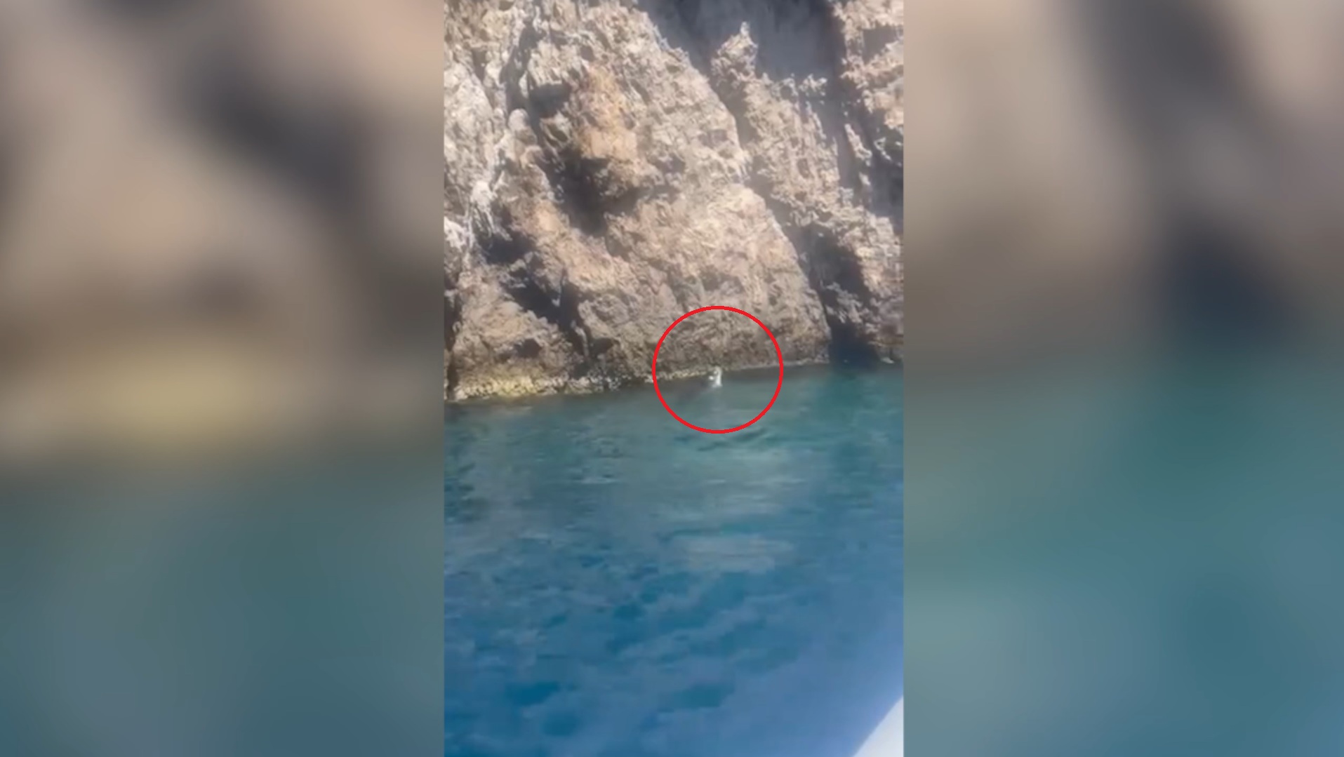 Avvistato a Capri un raro esemplare di foca monaca: “Torna dopo quasi 100 anni di assenza” – Video Avvistato a Capri un raro esemplare di foca monaca: “Torna dopo quasi 100 anni di assenza” – Video