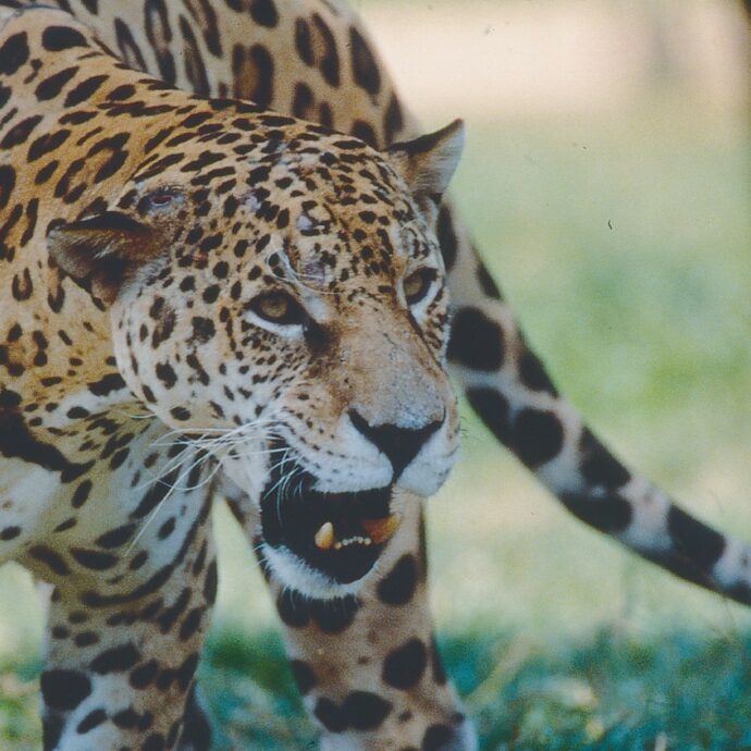 “L’animale ha seguito il suo istinto, non ne ha colpa. Qualcosa è andato storto, ma non sappiamo ancora cosa”: leopardo attacca la guardiana dello zoo, 25enne in coma con pochissime speranze di ripresa