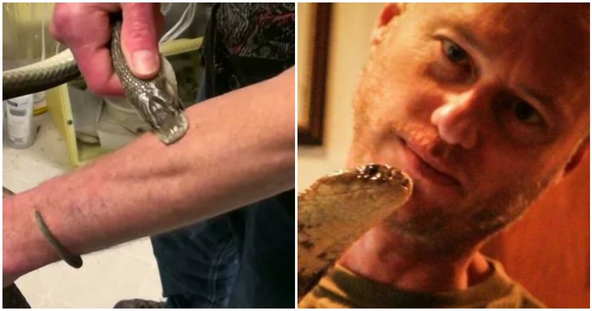“Volevo spingermi il più vicino possibile alla morte, ero curioso”: si fa mordere da 850 serpenti velenosi che “ucciderebbero un cavallo”, la storia di Tim Friede “Volevo spingermi il più vicino possibile alla morte, ero curioso”: si fa mordere da 850 serpenti velenosi che “ucciderebbero un cavallo”, la storia di Tim Friede