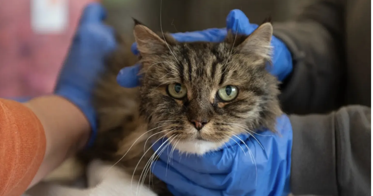 Si sporgono troppo e precipitano nel canyon: i padroni muoiono, ma la gatta Mirage, 12 anni, sopravvive quasi illesa. I veterinari: “Un miracolo”