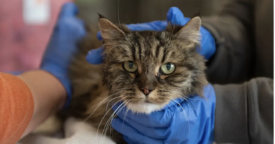 Copertina di Si sporgono troppo e precipitano nel canyon: i padroni muoiono, ma la gatta Mirage, 12 anni, sopravvive quasi illesa. I veterinari: “Un miracolo”