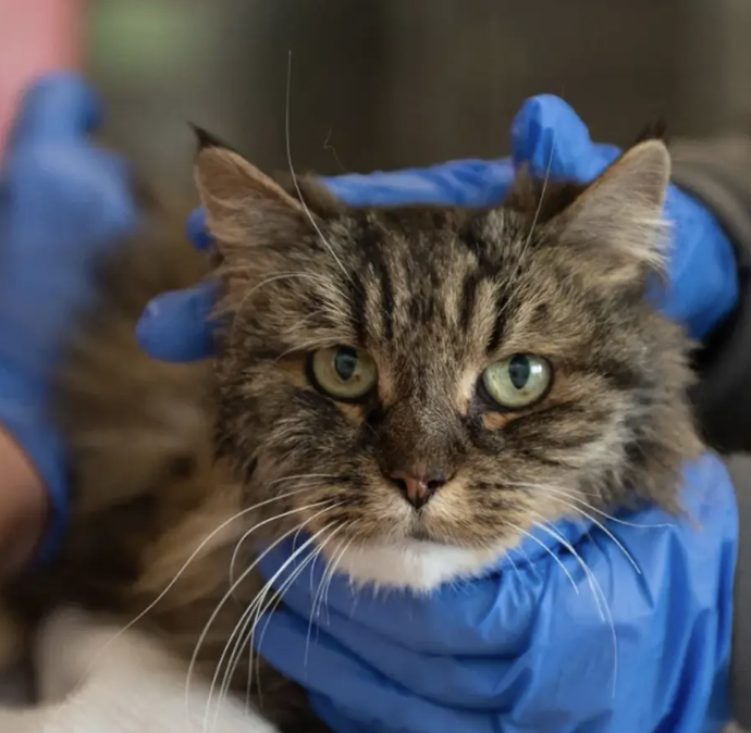 Si sporgono troppo e precipitano nel canyon: i padroni muoiono, ma la gatta Mirage, 12 anni, sopravvive quasi illesa. I veterinari: “Un miracolo”