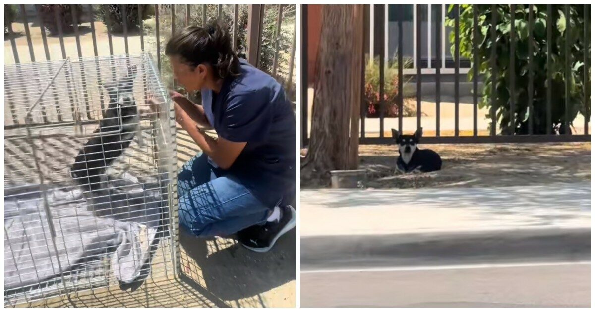 “Il cane aveva il ventre gonfio e lo stomaco pieno di terra. I suoi padroni l’hanno abbandonato in strada”: il racconto della soccorritrice Faith Easdale – VIDEO
